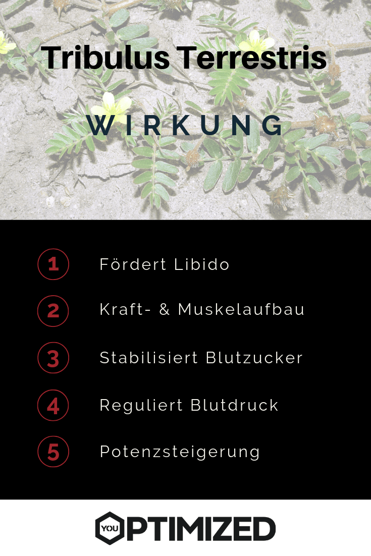 tribulus terrestris