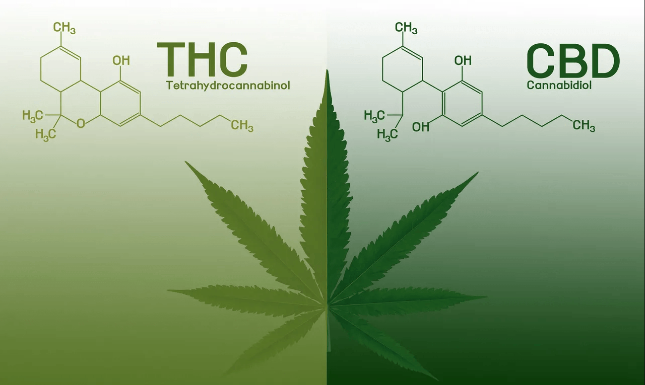 CBD Vs. THC - Welches Ist Besser? Die Unterschiede Im Vergleich