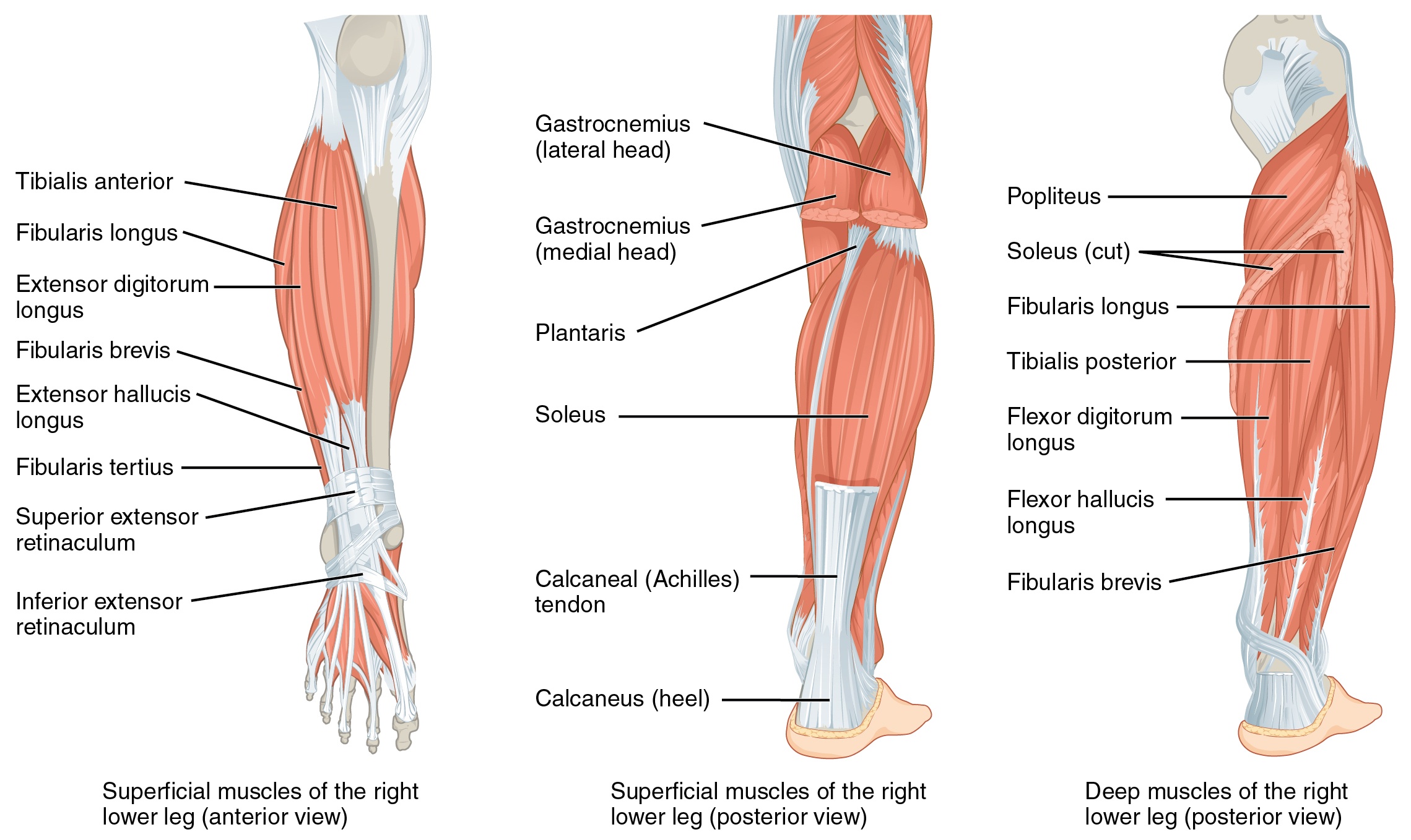 waden-anatomie