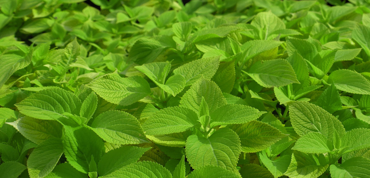 coleus forskohli
