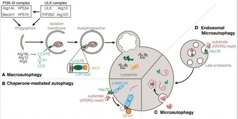 Autophagy Process
