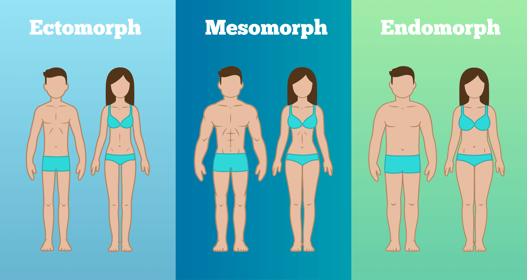 Die 3 Korpertypen Ektomorph Mesomorph Endomorph You Optimized