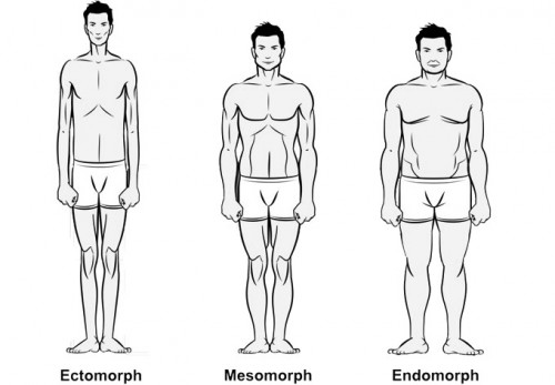 körpertypen-mesomorph-ektomorph-endomorph