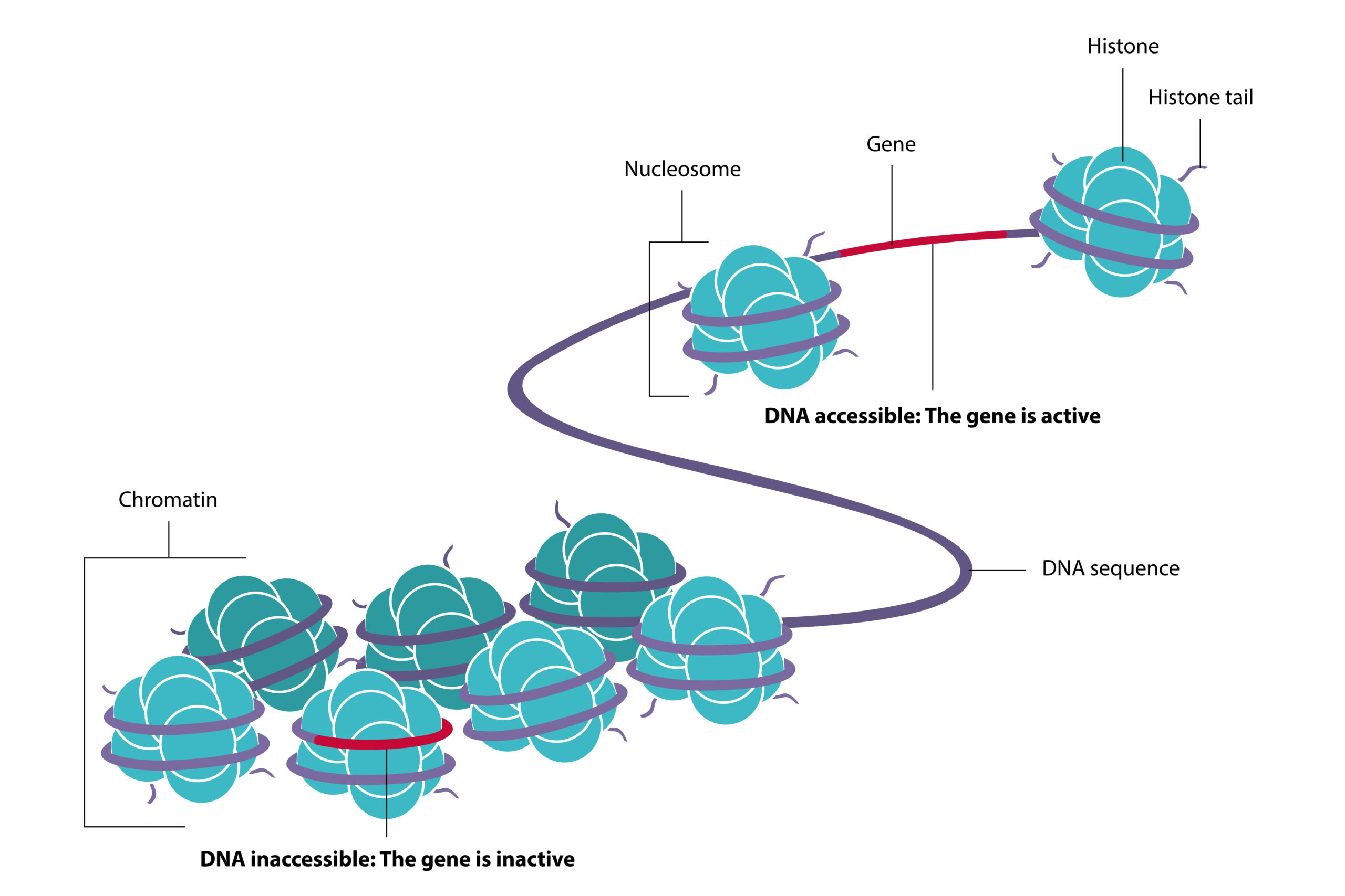 Epigenetik Prozess