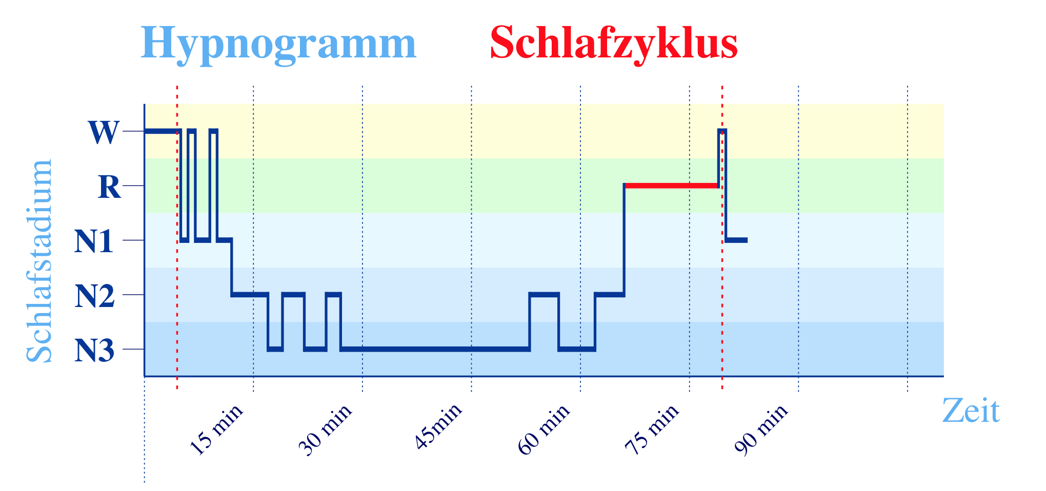 Schlafphasen
