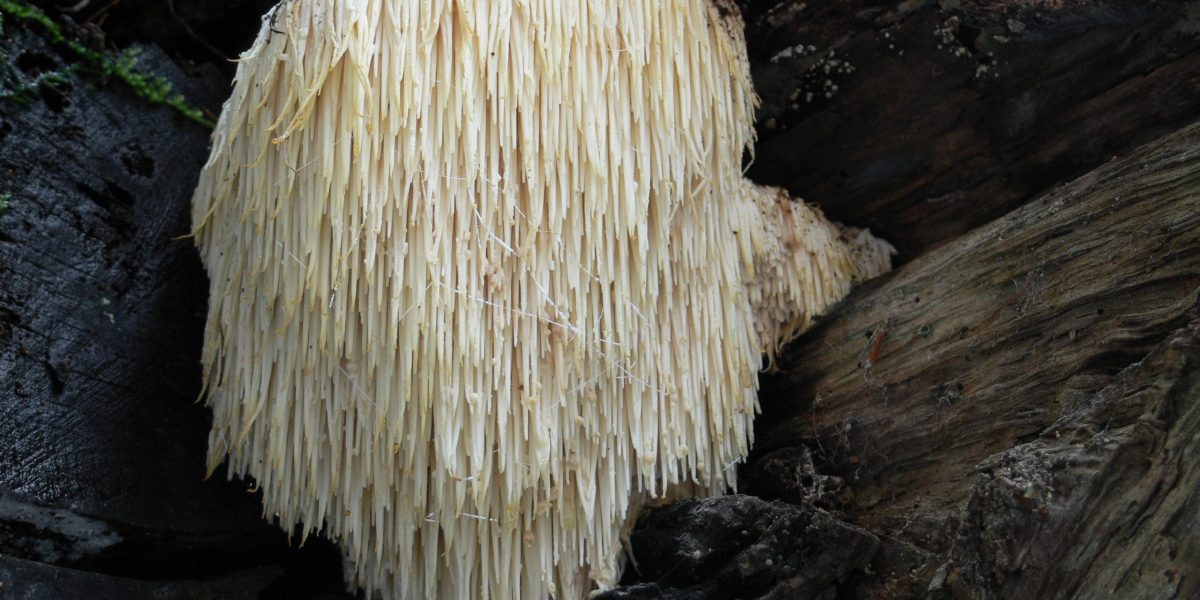 Igelstachelbart,_Hericium_erinaceus Igelstachelbart,_Hericium_erinaceus