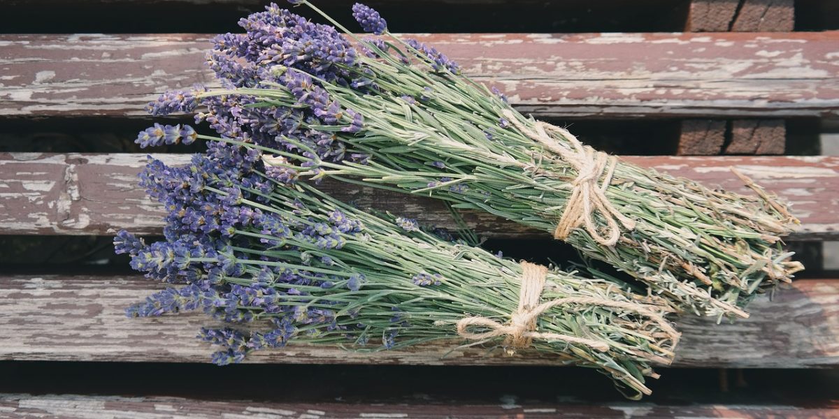 lavendel lavendel
