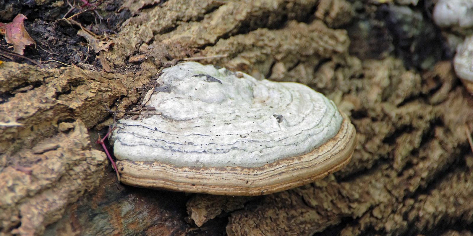 chaga pilz chaga pilz