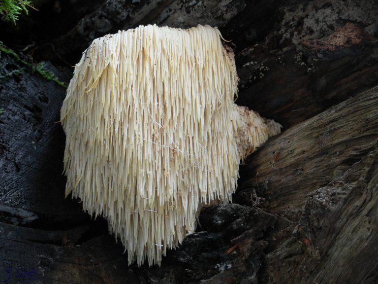 Igelstachelbart,_Hericium_erinaceus